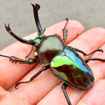 Rainbow Stag Beetle