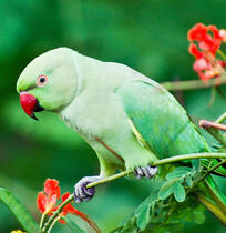 Indian Ring-Neck Parakeet