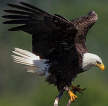 Bald Eagle