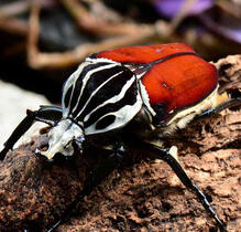 Goliath Beetle