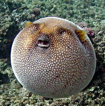 Pufferfish