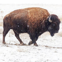 Bison