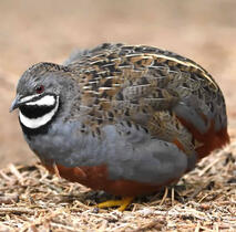 Quails