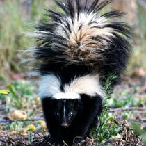 Skunk