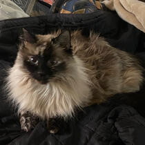 Cats