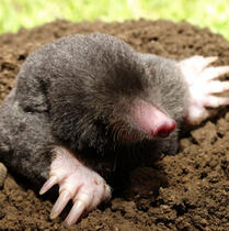 Mole