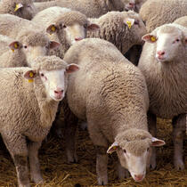 Sheep