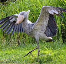 Shoebill Stork