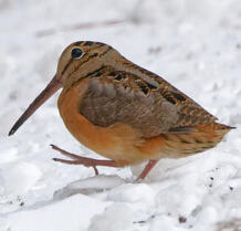 American Woodcock