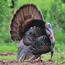 Wild Turkey